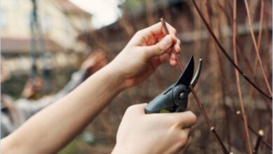 arthritis-sufferers-may-benefit-from-hand-pruners-and-other-helpful-gardening-equipment